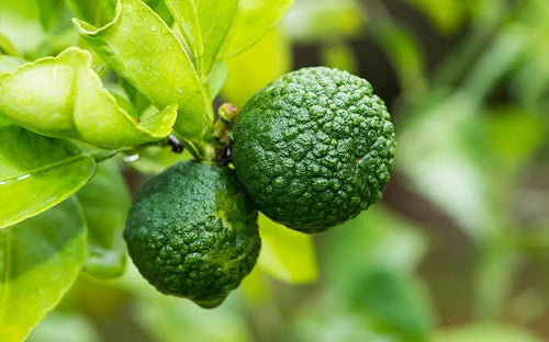 Bergamot Oil (Citrus Bergamia Leaf Oil)