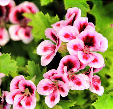 Geranium Hydrosol (Pelargonium Graveolens Flower Water)