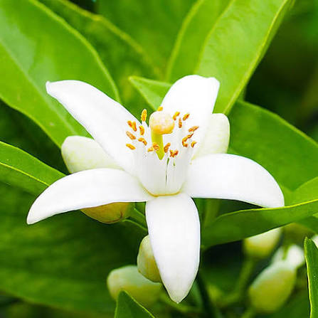 Neroli Hydrosol (Citrus Aurantium Amara Flower Water)