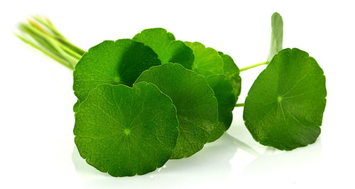Centella Asiatica Extract