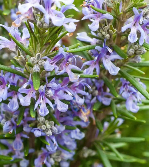 Rosemary Oil (Rosmarinus Officinalis Leaf Oil)