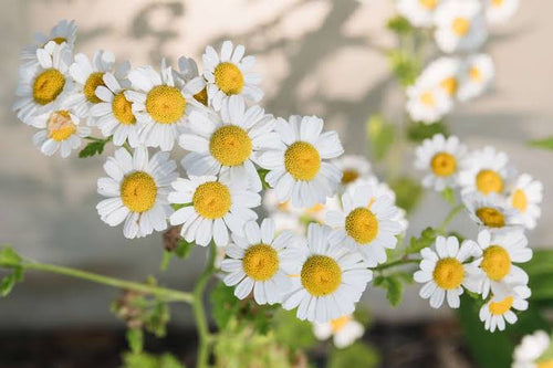 Chamomile Hydrosol  (Matricaria Recutita Flower Water)
