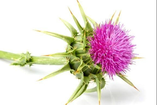 Milk Thistle (Silybum Marianum Extract)
