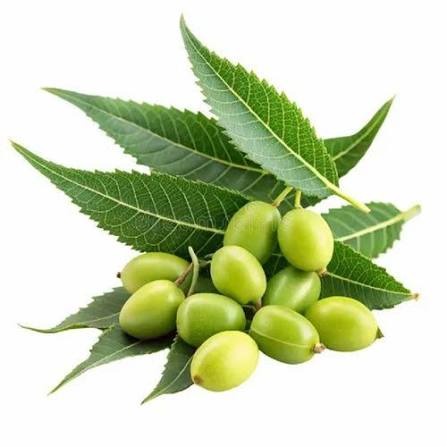 Neem Oil (Melia Azadirachta Seed Oil)