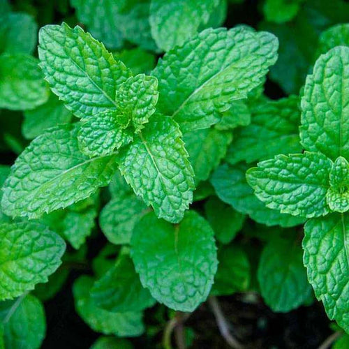 Peppermint Oil (Mentha Piperita Oil)
